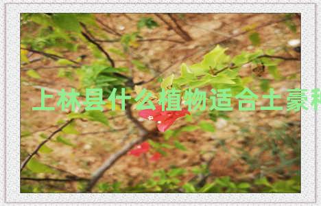 上林县什么植物适合土豪种养呢