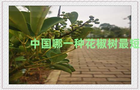 中国哪一种花椒树最短