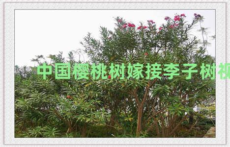 中国樱桃树嫁接李子树视频