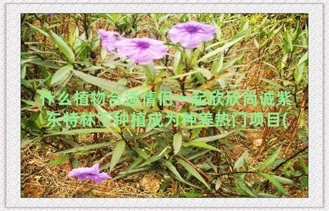 什么植物合适情侣一起欣欣尚诚紫东特林下种植成为种养热门项目(情侣送什么盆栽植物)