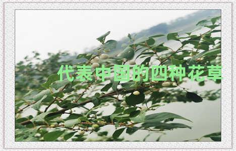 代表中国的四种花草