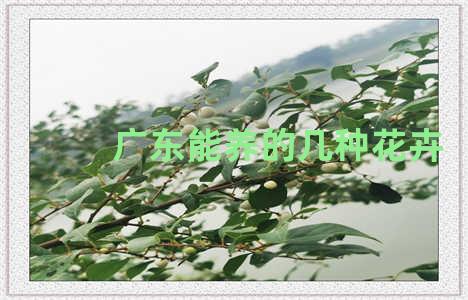 广东能养的几种花卉
