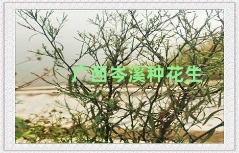 广西岑溪种花生
