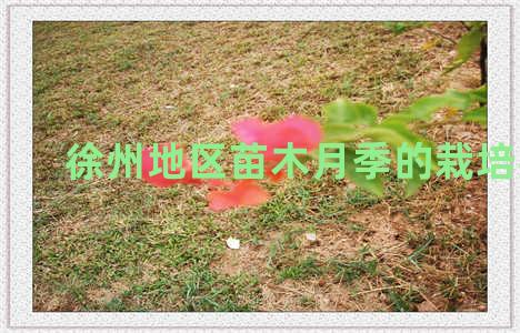 徐州地区苗木月季的栽培要点
