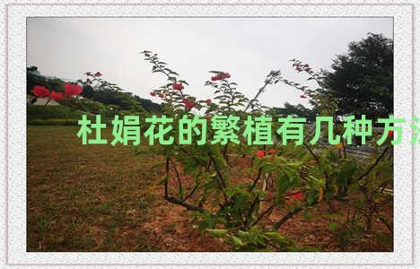 杜娟花的繁植有几种方法