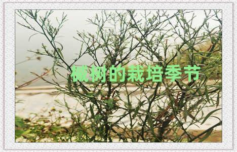 槭树的栽培季节