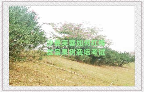 沙姜芙蓉如何红梅盆景果树栽培考试