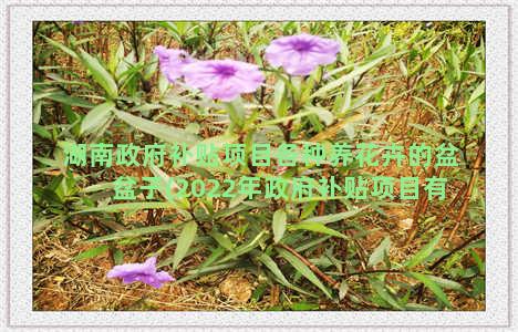 湖南政府补贴项目各种养花卉的盆盆子(2022年政府补贴项目有哪些)
