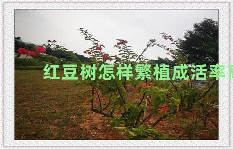 红豆树怎样繁植成活率高