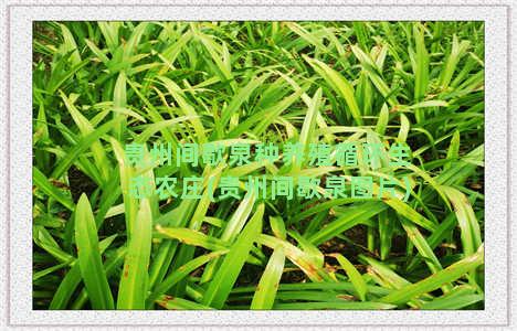 贵州间歇泉种养殖循环生态农庄(贵州间歇泉图片)