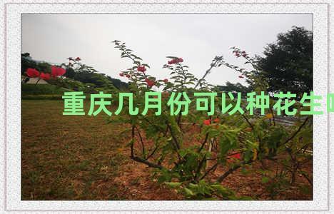 重庆几月份可以种花生吗