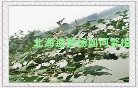 北海道黄杨如何繁植