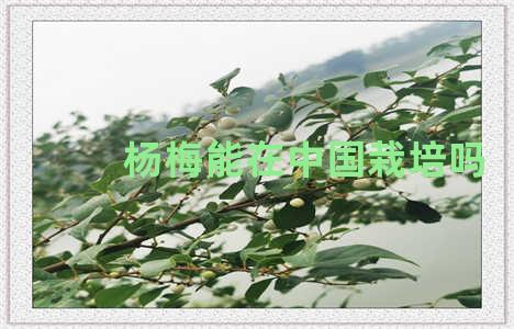 杨梅能在中国栽培吗