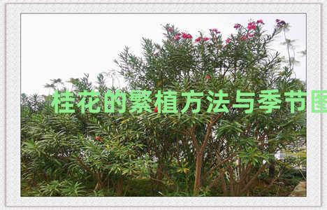 桂花的繁植方法与季节图片